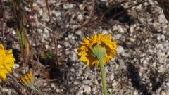 Chaenactis glabriuscula glabriuscula