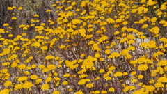 Chaenactis glabriuscula glabriuscula