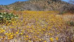 Chaenactis glabriuscula glabriuscula