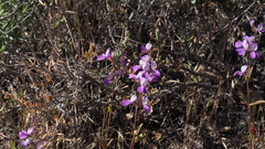 Collinsia concolor