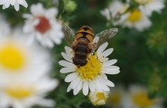 Eristalis kyokoae