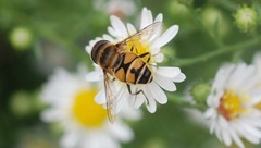 Eristalis kyokoae