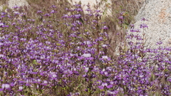 Collinsia concolor