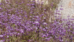 Collinsia concolor