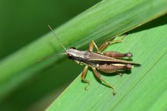 Orphulella concinnula