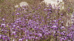 Collinsia concolor