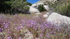 Collinsia concolor