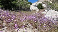 Collinsia concolor