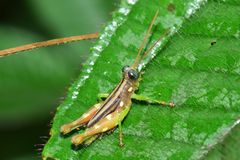 Syntomacris guttulosa