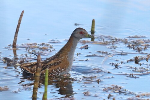 Polluela chica (Zapornia pusilla)