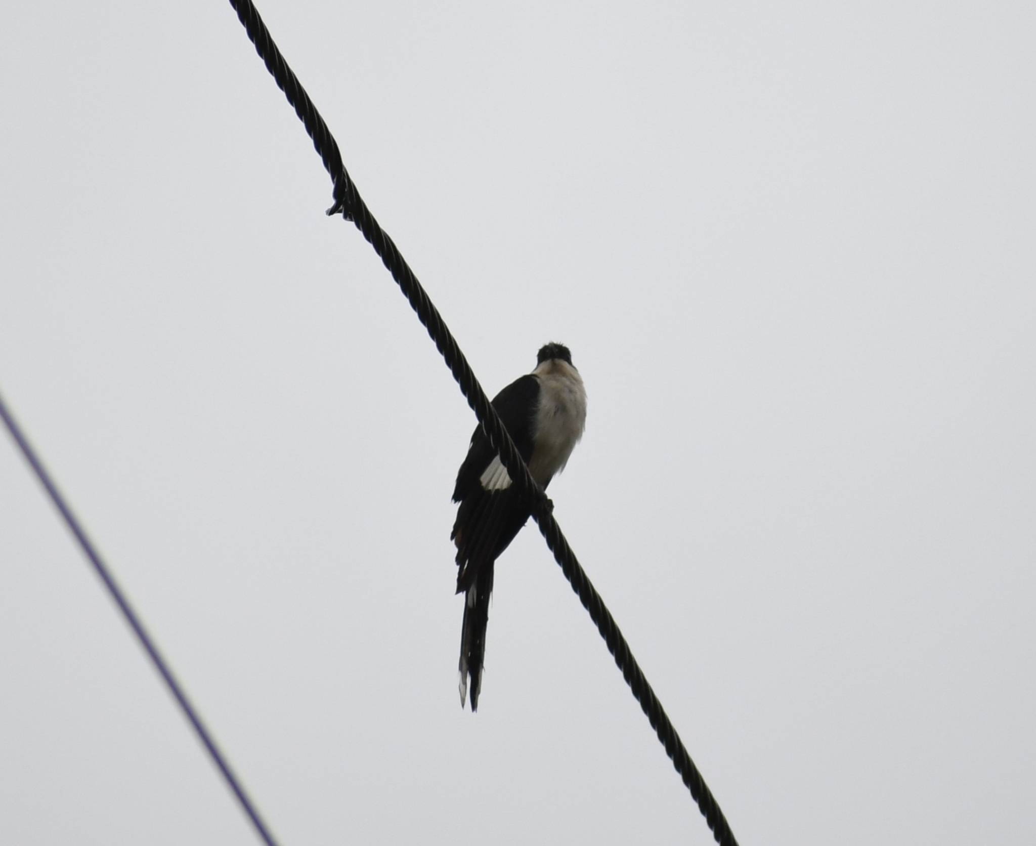 Pied Cuckoo