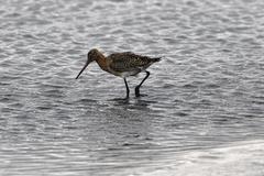 Limosa limosa