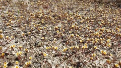 Leptosiphon lemmonii