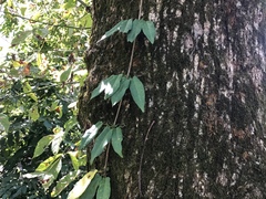 Bignonia