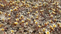 Leptosiphon lemmonii