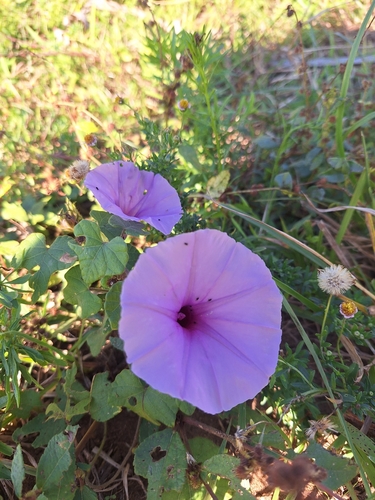 Fig-leaved morning glory (Ipomoea ficifolia)