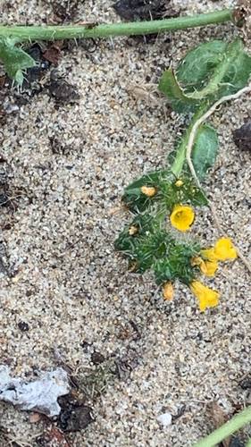 Amsinckia spectabilis, photograph 5