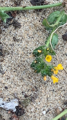 Amsinckia spectabilis, photograph author not stated, no rights reserved