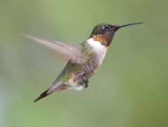 Archilochus colubris