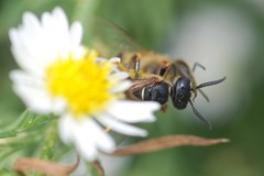 Philanthus