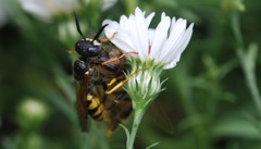 Philanthus