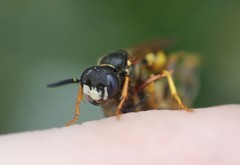 Philanthus
