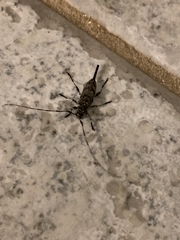 Graphisurus fasciatus