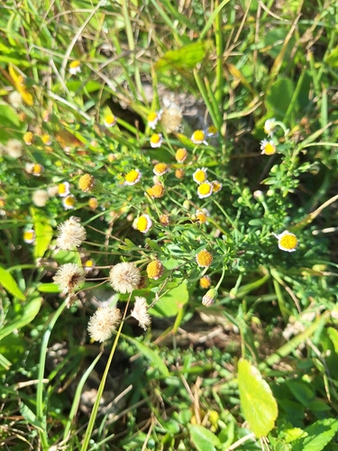 Michaelmas Felicia (Felicia erigeroides)