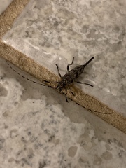 Graphisurus fasciatus