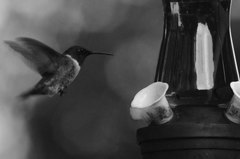 Archilochus colubris