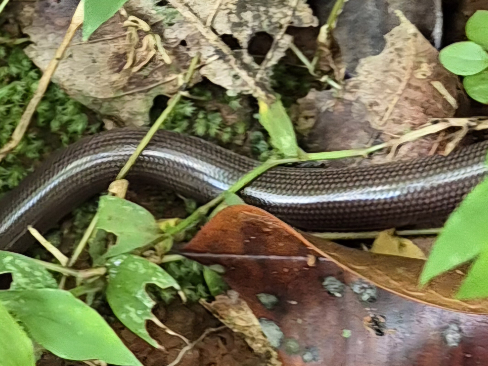 Beaked Worm Snake