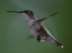 Archilochus colubris