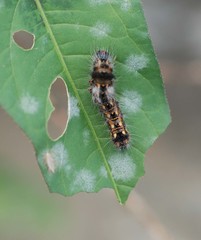 Acronicta rumicis