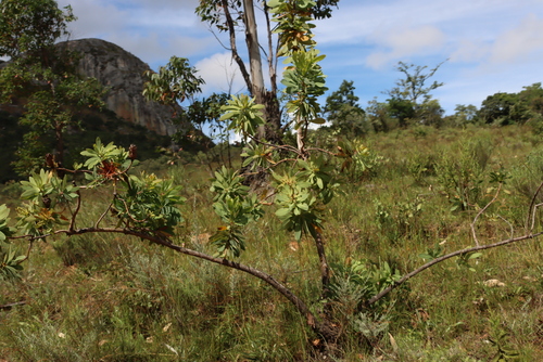 Angolan protea (Protea angolensis)