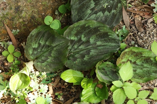 Peacock ginger lily (Kaempferia pulchra)
