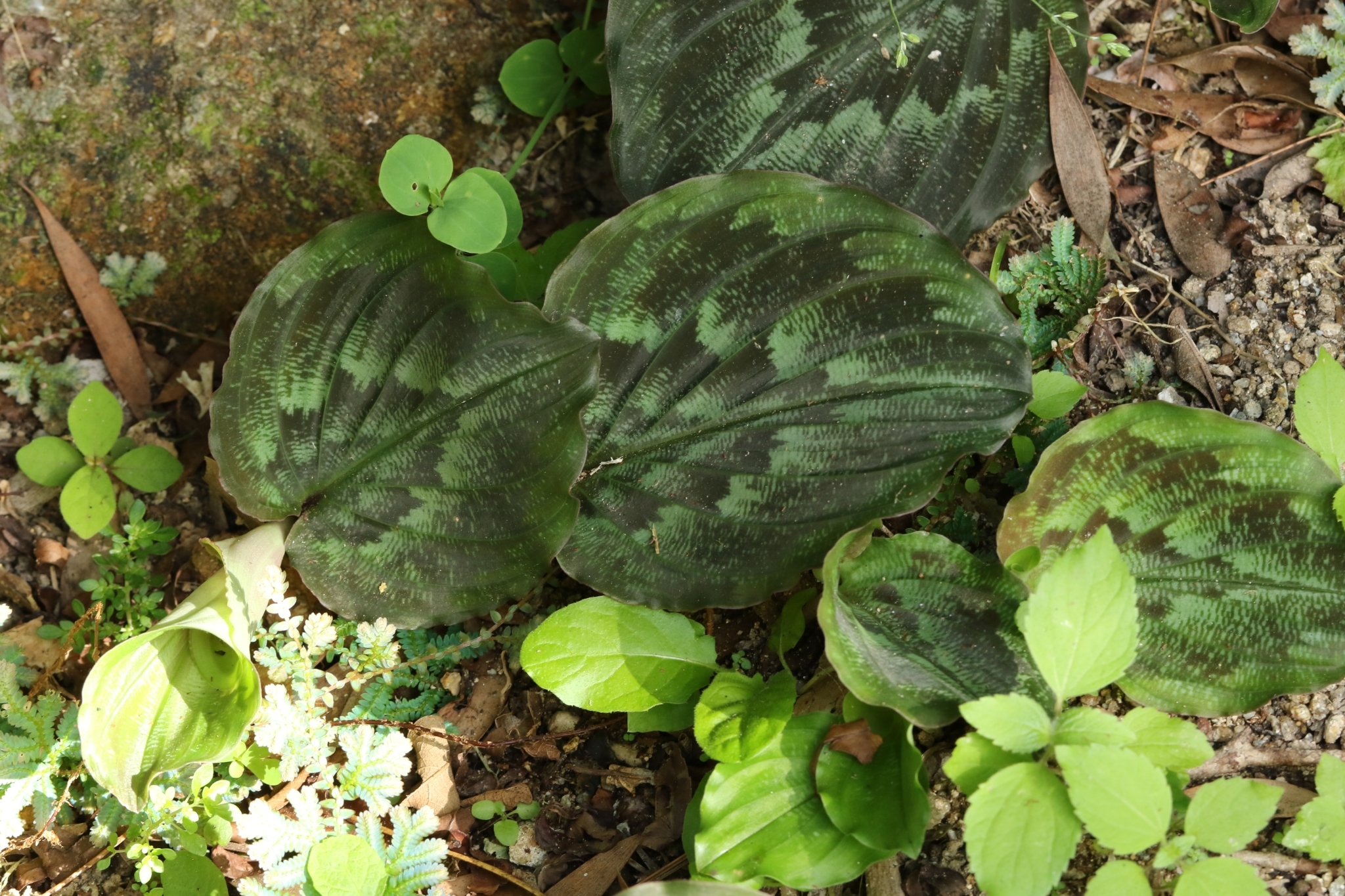 Peacock Ginger Lily (Kaempferia pulchra)