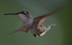 Archilochus colubris