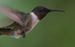 Archilochus colubris