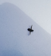 Callopistromyia strigula