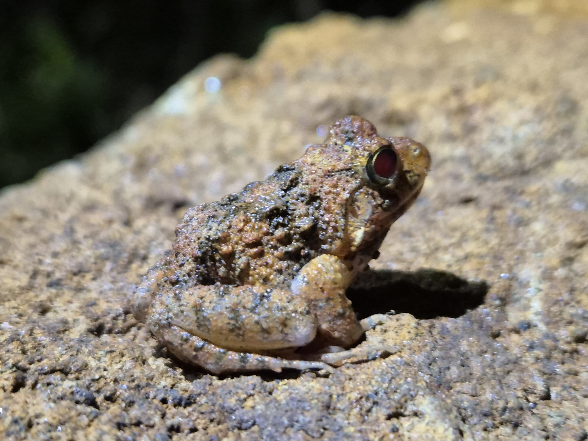 Rufescens Cricket Frog