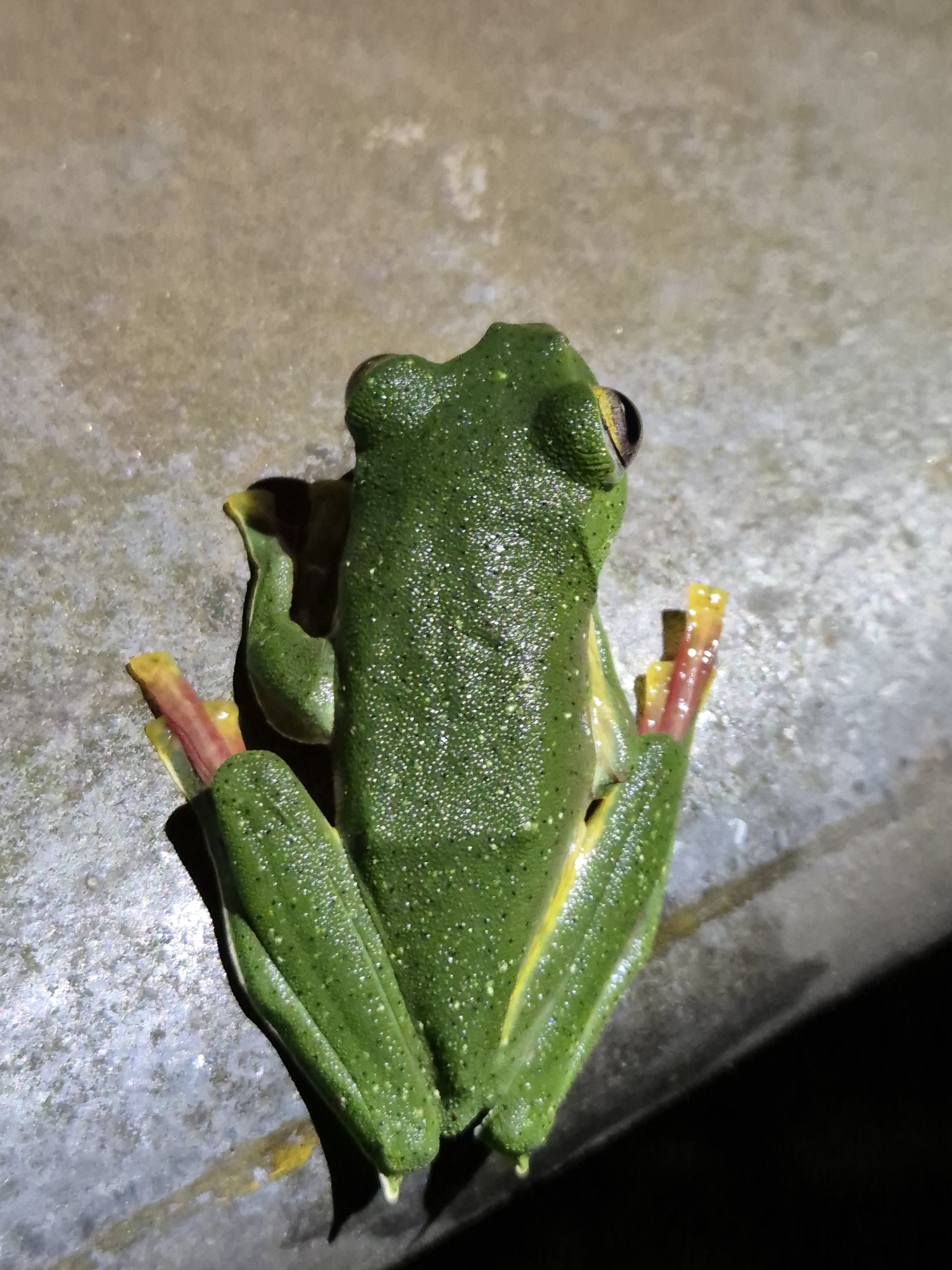 Malabar Gliding Tree Frog