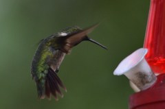 Archilochus colubris