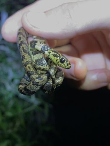 Alemán's Snail-eater