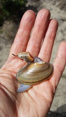 Pyganodon lacustris