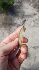 Pyganodon lacustris