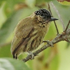 Picumnus olivaceus