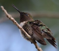 Archilochus colubris