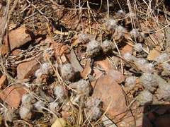 Anacampseros subnuda