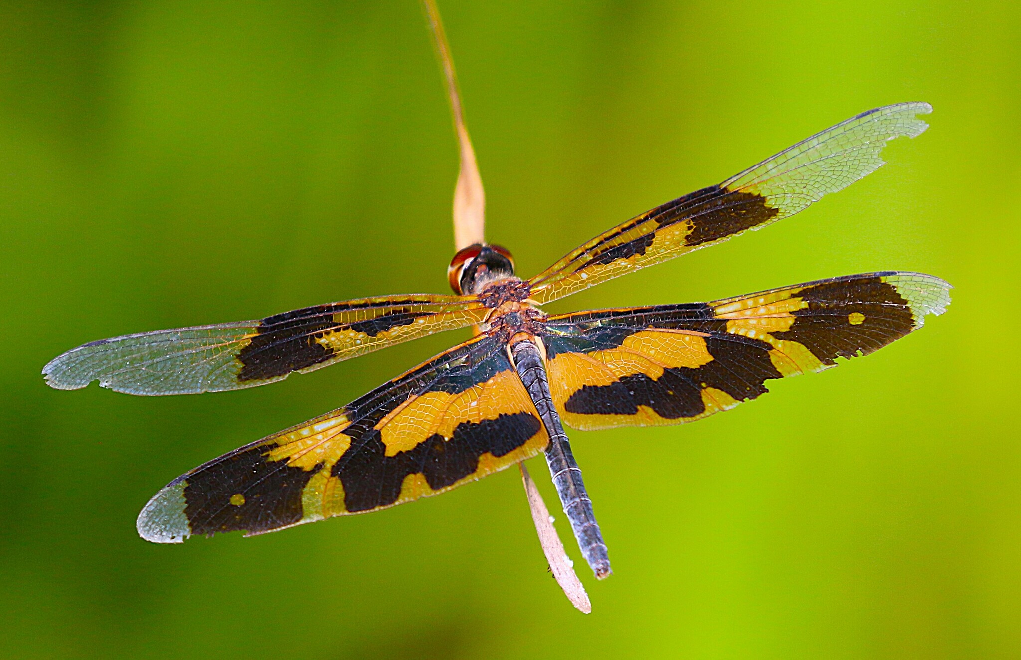 Common Picture Wing