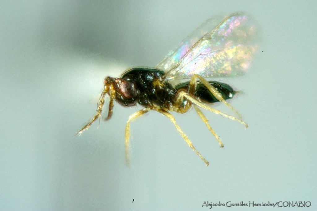 Aprostocetus diplosidis